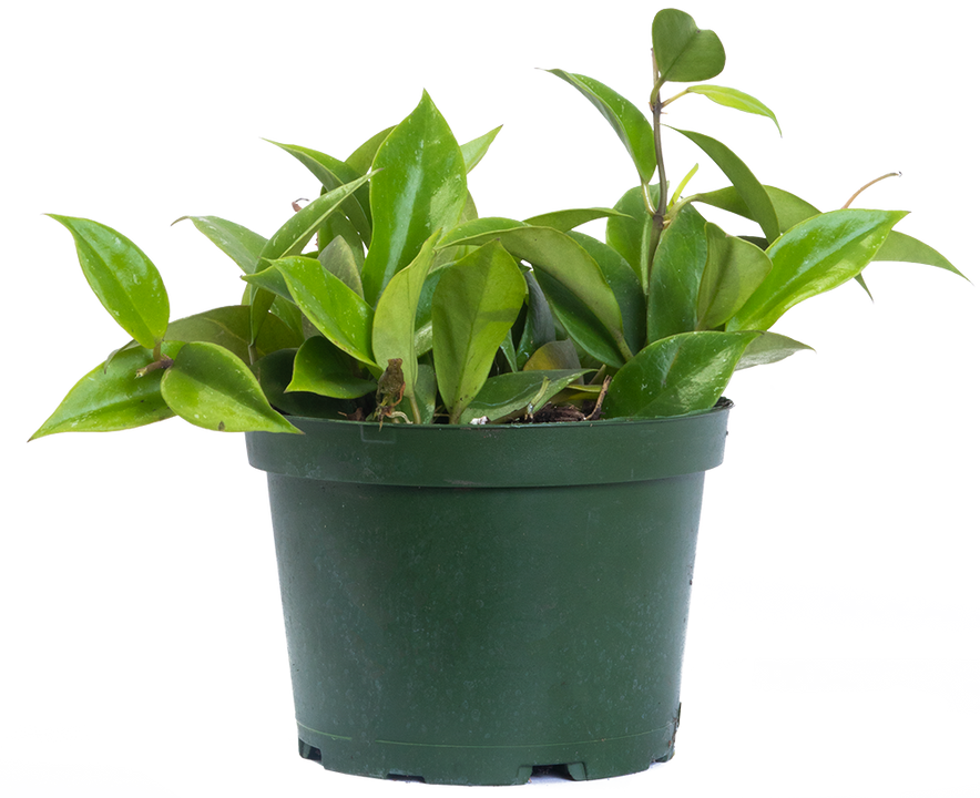 Hoya Lacunosa Obscura | Sunrise Wax Plant (M)