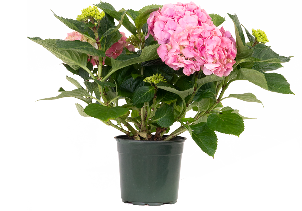 Hydrangea Macrophylla | Mophead Hydrangea (Assorted) (M)