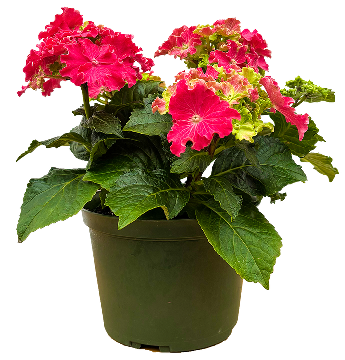Hydrangea Curly Sparkle Hot Pink | Mophead Hydrangea (M)