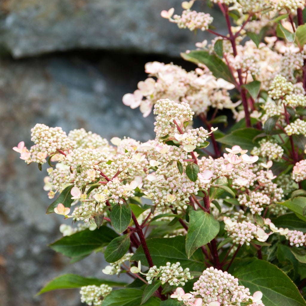 Torch™ | Bloomin Easy Hydrangea Paniculata (L) – Plantsome