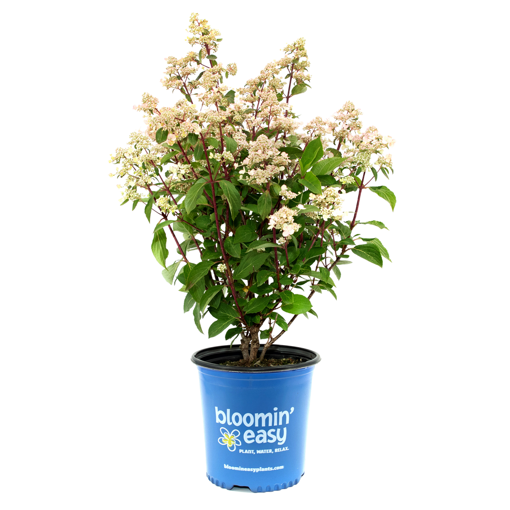 Torch™ | Bloomin Easy Hydrangea Paniculata (L) – Plantsome