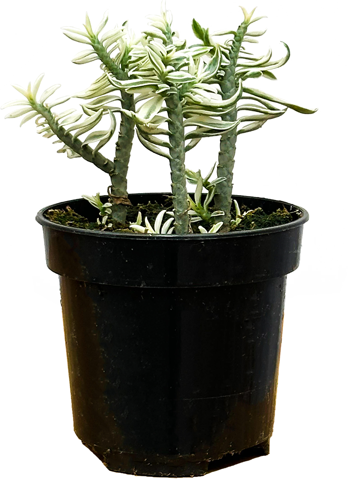 Euphorbia Tithymaloides | Devils Backbone (S)