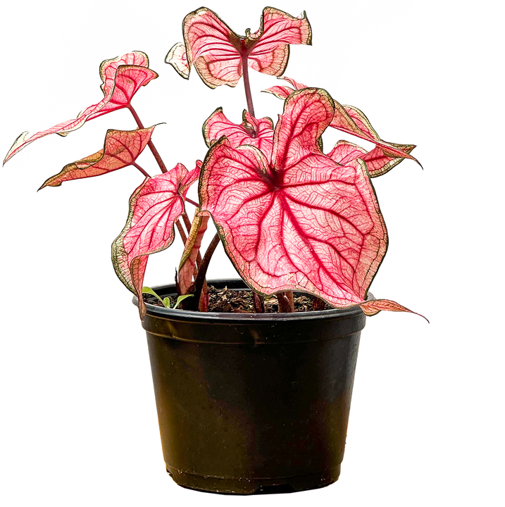 Caladium | White Queen (M)