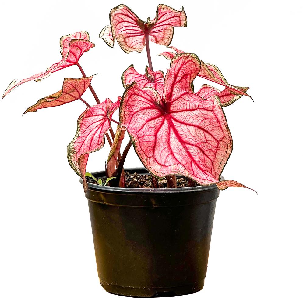Caladium | White Queen (M)