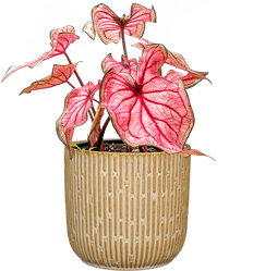 Caladium | White Queen (M)