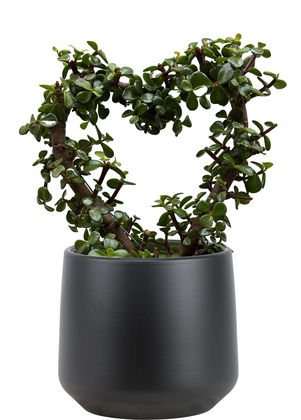 heart jade plant Crassula | Dwarf Jade Bonsai With Pot | 8