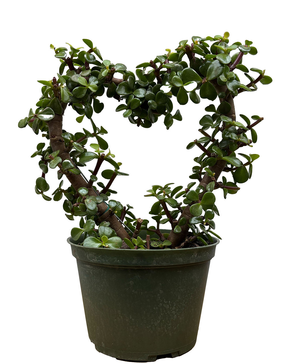 Crassula | Dwarf Jade Heart Bonsai (M)