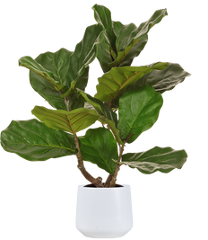Artificial Ficus Lyrata | Fiddle Leaf Fig