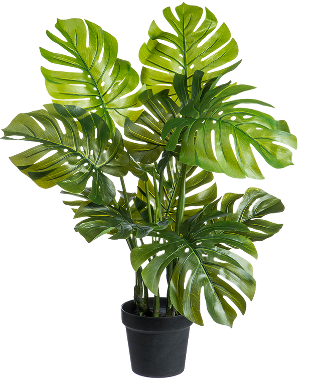 swiss cheese plant pet friendly Artificial Monstera Deliciosa | Swiss Cheese Plant | 8" Pot | Pet Friendly And Easy Care Houseplant