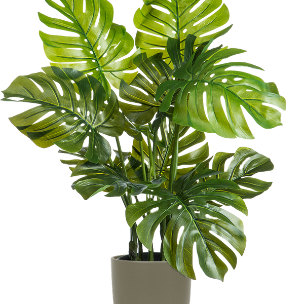 artificial swiss cheese plant Artificial Monstera Deliciosa | Swiss Cheese Plant | 8" Pot | Pet Friendly  And Easy Care Houseplant