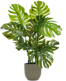 Artificial Monstera Deliciosa | Swiss Cheese Plant 11L