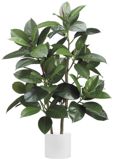 Artificial Ficus Burgundy | Rubber Plant (L)