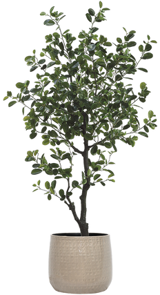 Artificial Ficus Microcarpa | Moclame (XXL)