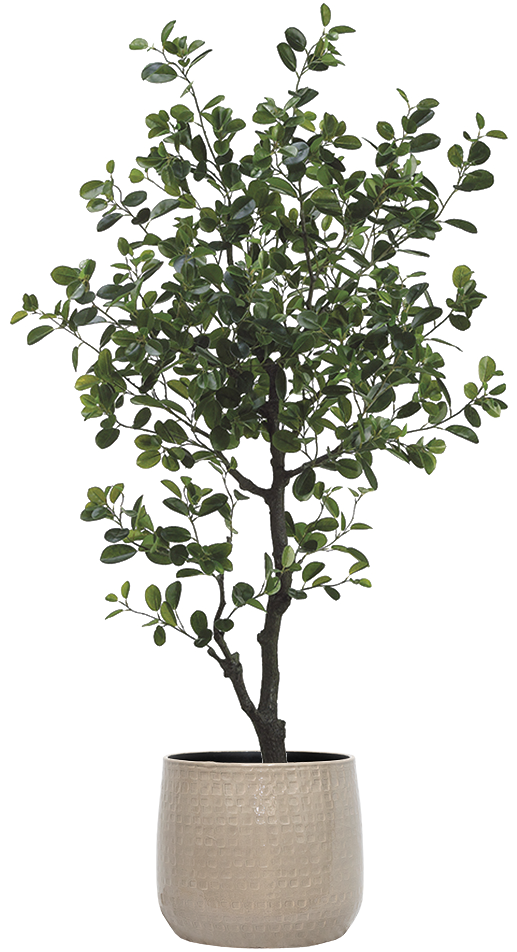 Artificial Ficus Microcarpa Moclame 10" Pot Pet Friendly And Easy