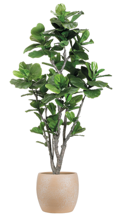 Artificial Ficus Lyrata Trunk | Fiddle Leaf Fig Multi Trunk (XXL)
