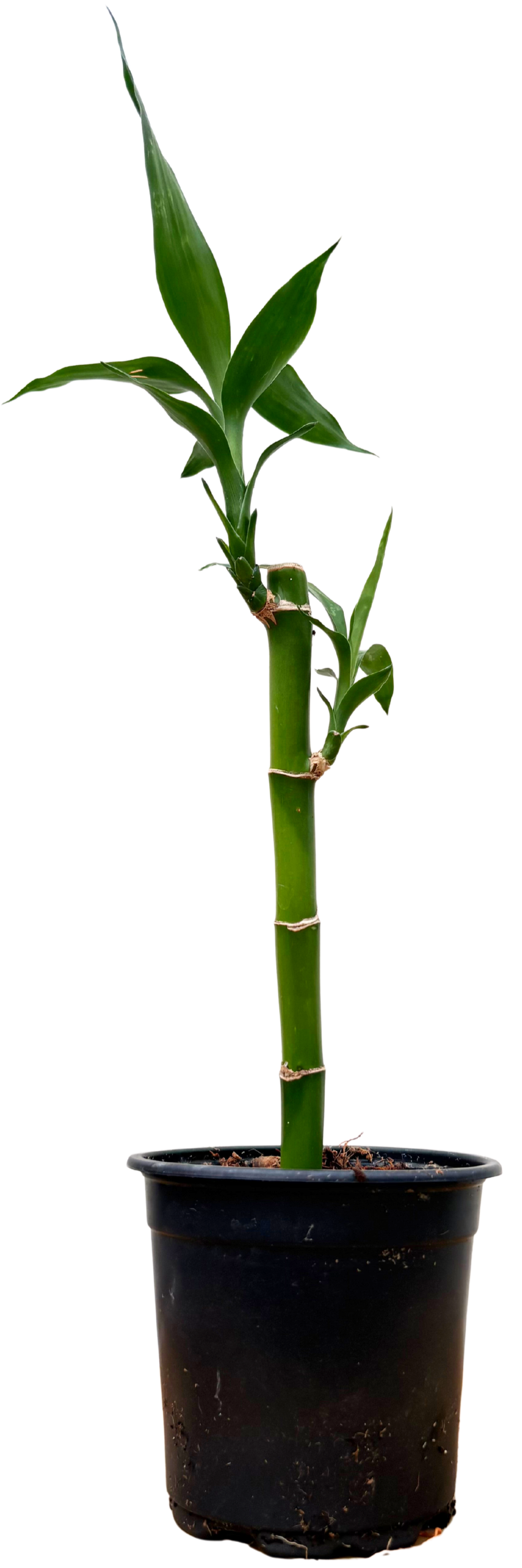 Dracaena Sanderiana | Lucky Bamboo - Single Stem (S)