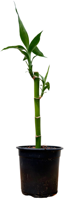 Dracaena Sanderiana | Lucky Bamboo - Single Stem (S)