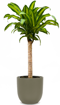 Dracaena Fragrans | Mass Cane (XL)