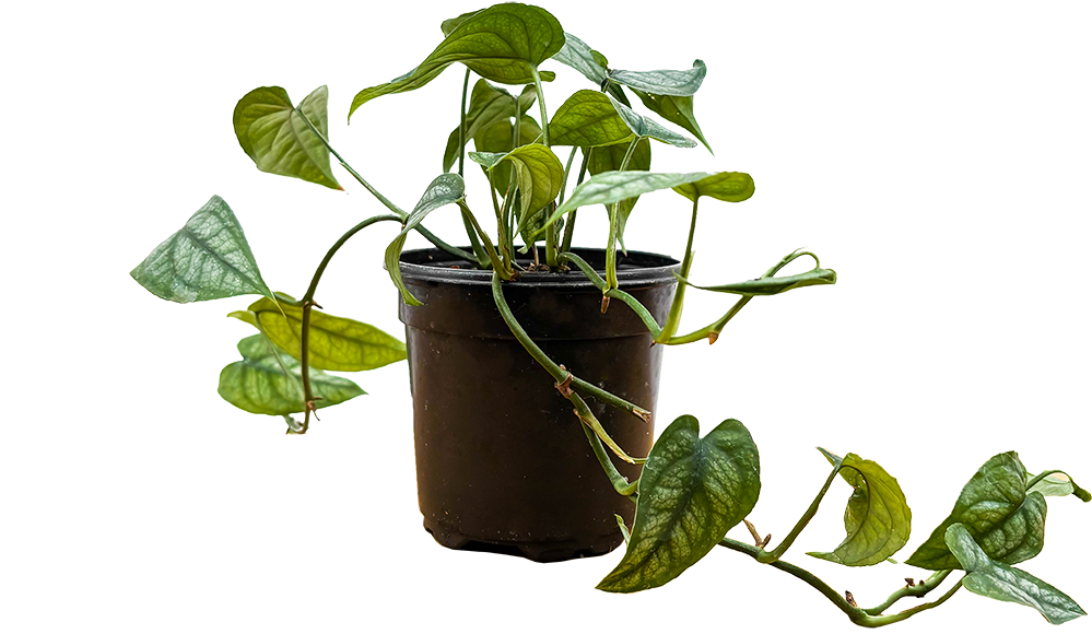 Monstera Siltepecana (S)