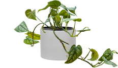 Monstera Siltepecana (S)