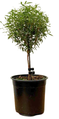 Myrtle Topiary | Myrtus communis (S)