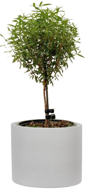 Myrtle Topiary | Myrtus communis (S)