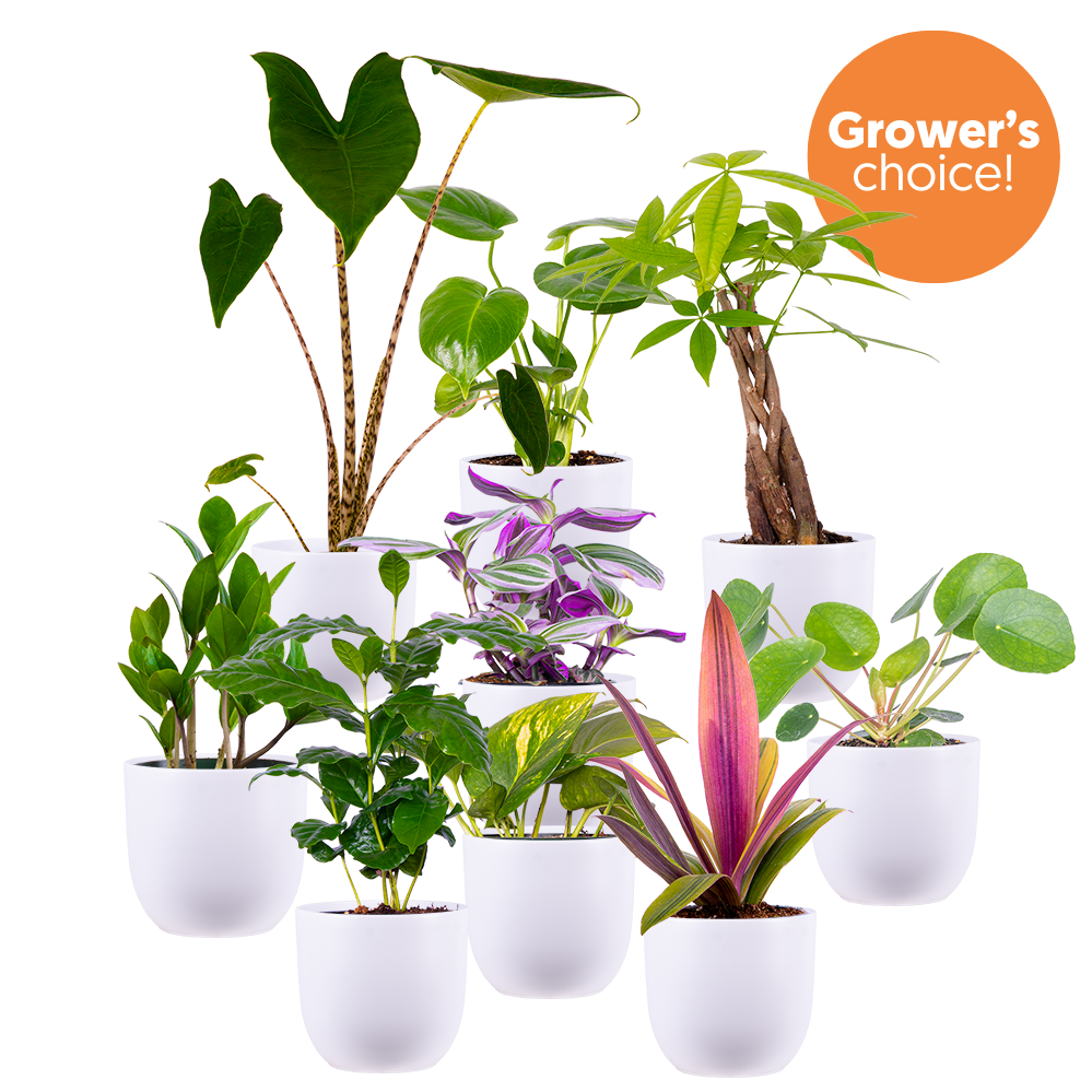 Mystery Bundle | Large (White Pots)
