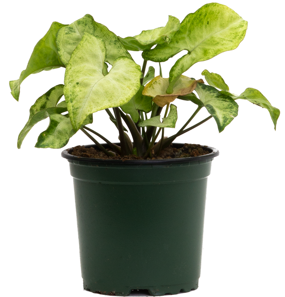 Syngonium Podophyllum | Nephthytis Butterfly (S)