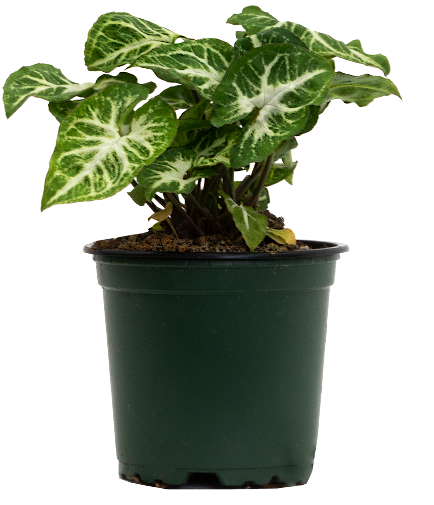 Syngonium Podophyllum | Nephthytis Glo Go (S)