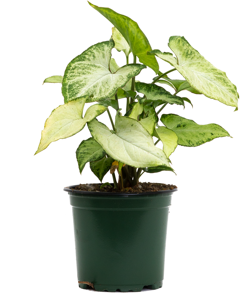 Syngonium Podophyllum | Nephthytis Holly (S)