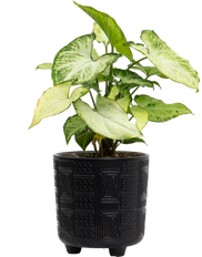 Syngonium Podophyllum | Nephthytis Holly (S)