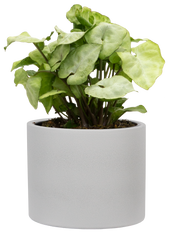 Syngonium Podophyllum | Nephthytis Moonshine (S)