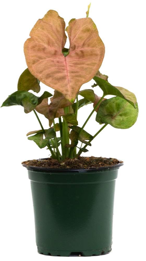 Syngonium Podophyllum | Nephthytis Strawberry Cream (S)