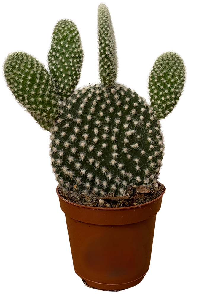 Opuntia Bunny Ears | Opuntia microdasys (XS)