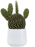 Opuntia Bunny Ears | Opuntia microdasys (XS)