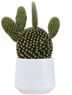 Opuntia Bunny Ears | Opuntia microdasys (XS)