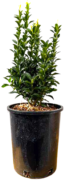 Euonymus Japonicus | Paloma Blanca (M)