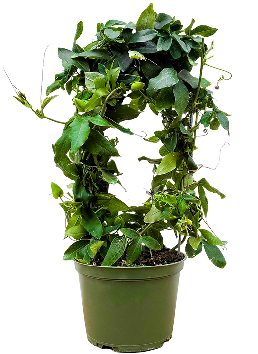 Passiflora Caerulea | Passion Flower Blue (M)