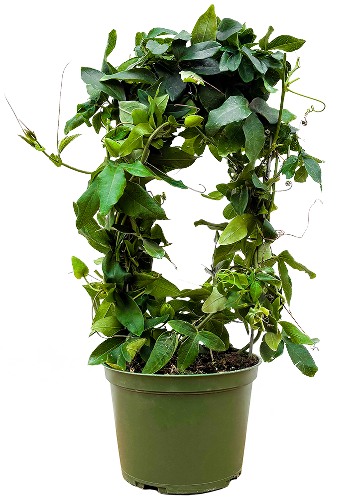 Passiflora Caerulea | Passion Flower Blue (M)