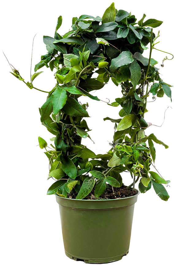 passion flower potted plant Passiflora Caerulea | Passion Flower Blue | 6