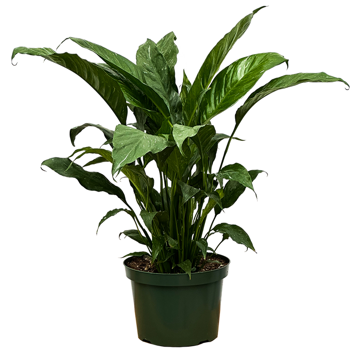 Peace Lily Domino | Spathiphyllum (L)