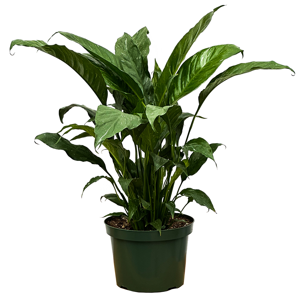 Spathiphyllum | Peace Lily Domino (L)