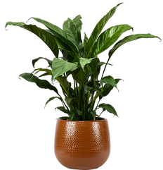 Spathiphyllum | Peace Lily Domino (L)