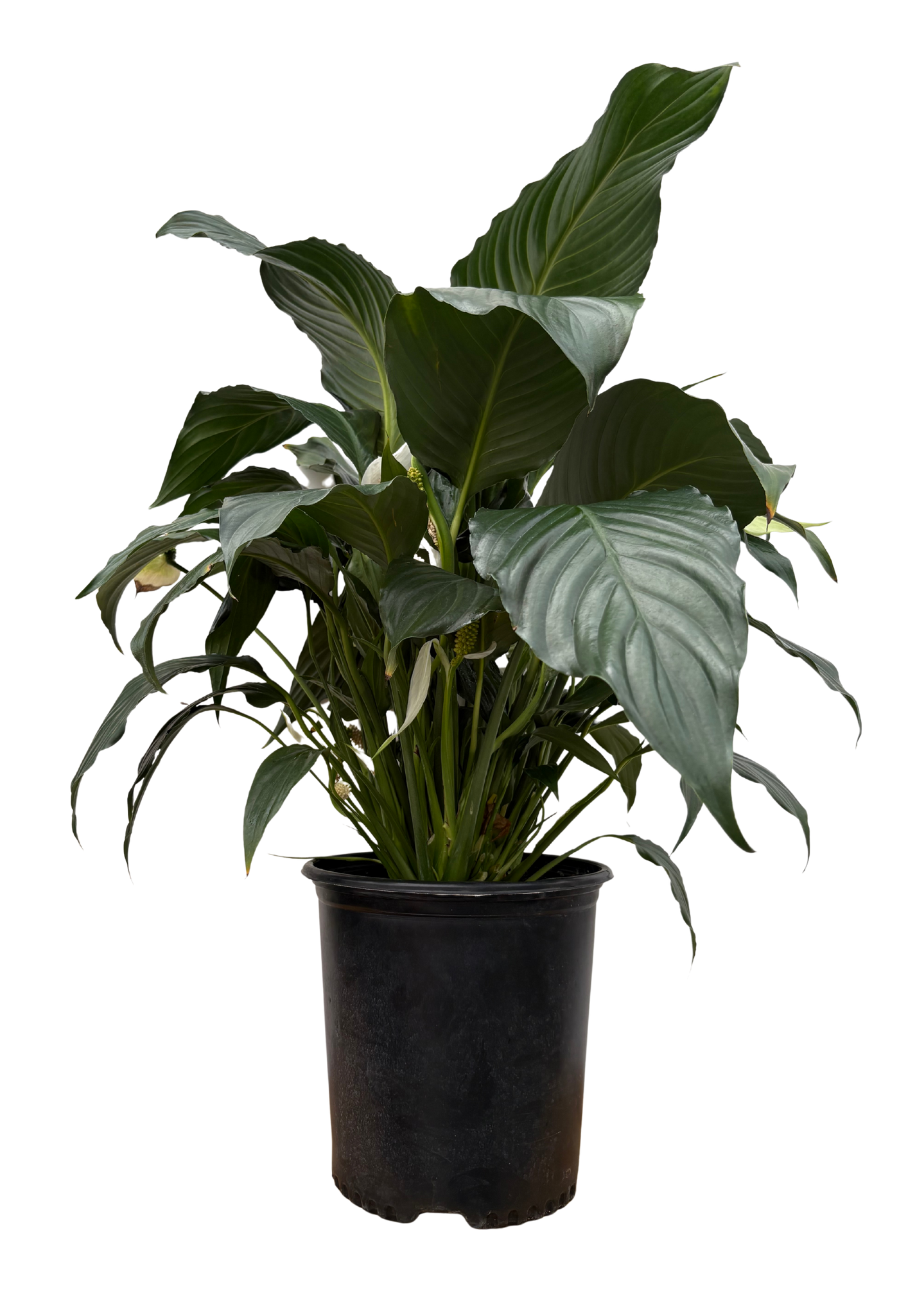 Spathiphyllum | Peace Lily Sensation (XL)