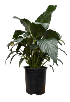 Spathiphyllum | Peace Lily Sensation (XL)
