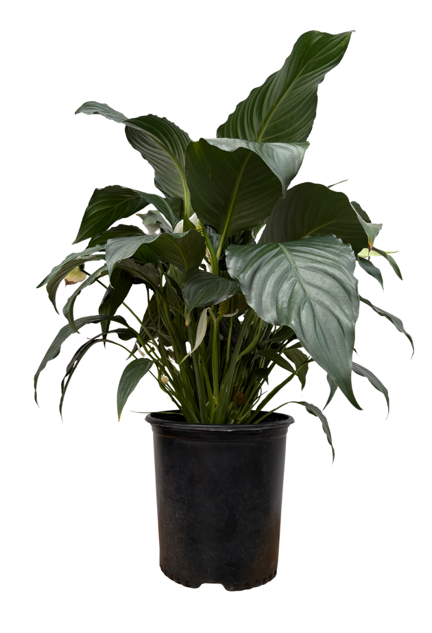 Lily　20粒×10シート　4セット分 Peace Lily Sensation | Spathiphyllum | 10