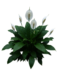 Peace Lily Sensation | Spathiphyllum | 10
