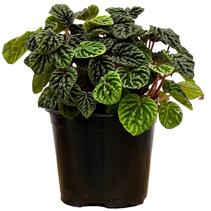 Peperomia Caperata | Emerald Ripple (M)