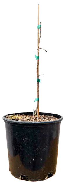Diospyros Kaki | Persimmon Early Fuyu (L)