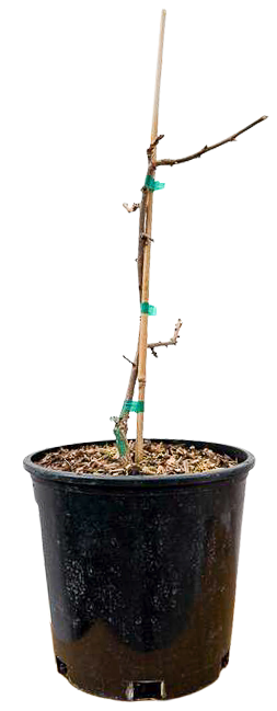 Diospyros Kaki | Persimmon Early Jiro (L)